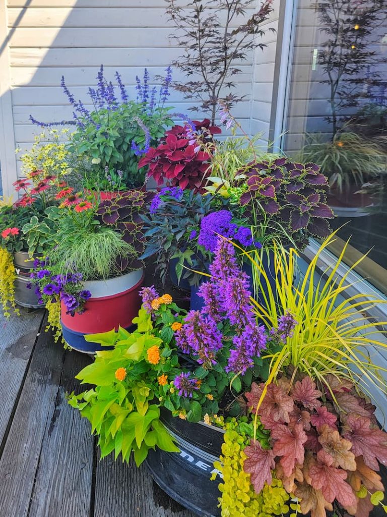 fall flowers in containers