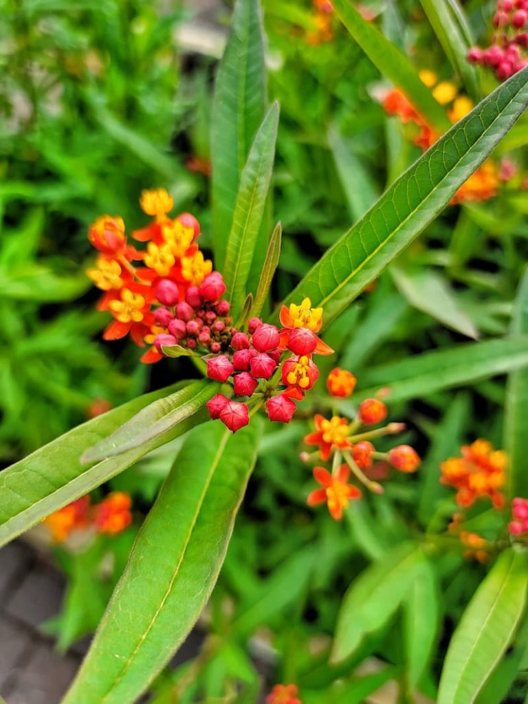 orange and red tropical milkweed