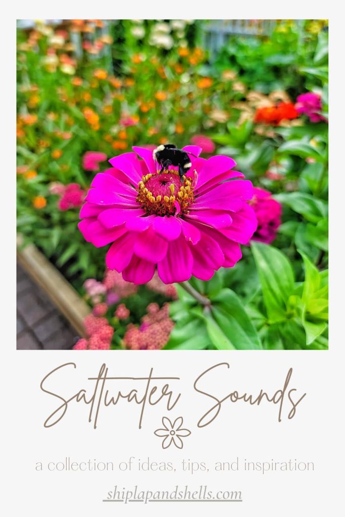 Saltwater Sounds pin graphic