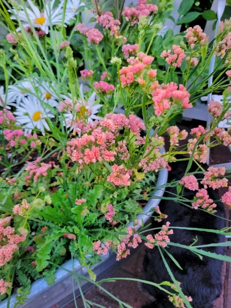 pink and apricot statice flowers