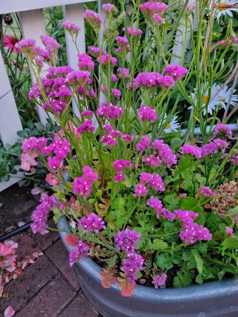 dark pink statice in late summer garden