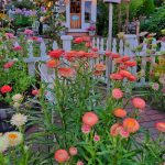 apricot strawflowers growing in the white picket fence garden overlooking the greenhouse