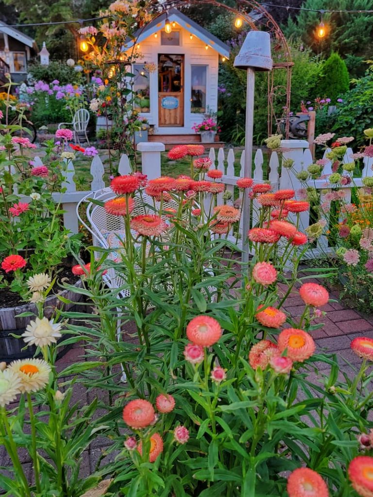 orange strawflowers in the cutting garden and greenhouse in back of view