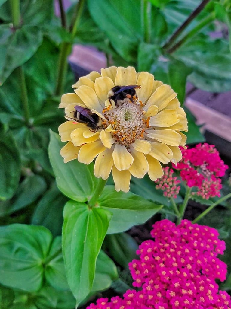 flower companion planting: yellow zinnia with bee pollinating