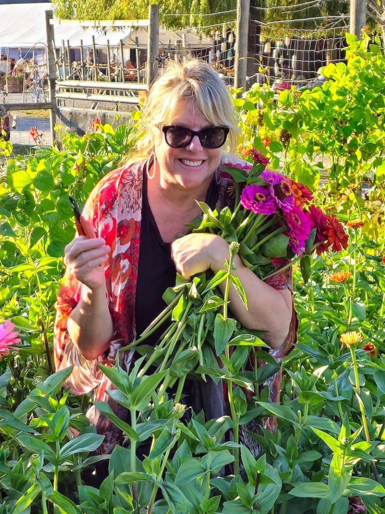 clipping zinnias in the garden