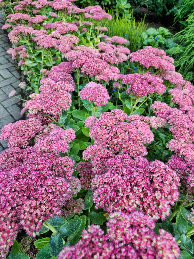 Fall Perennials That Will Give Your Cottage Garden the Wow Factor ...