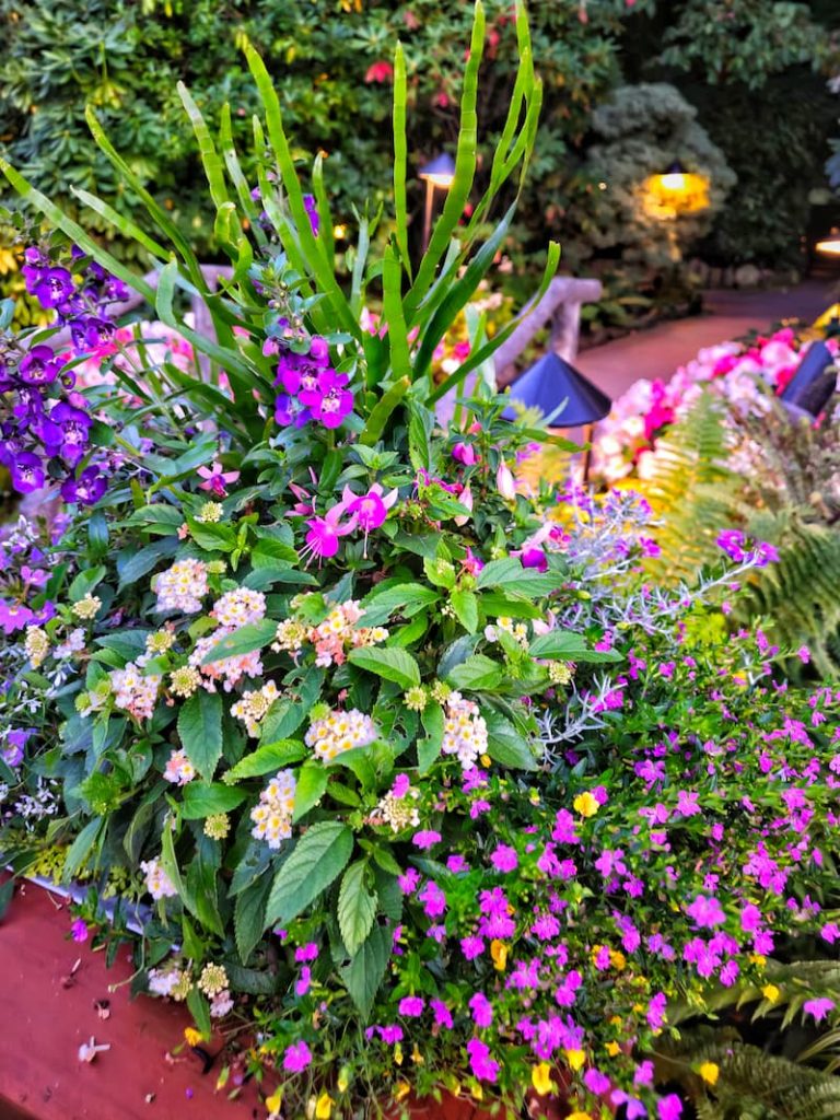 The Butchart Gardens flower beds