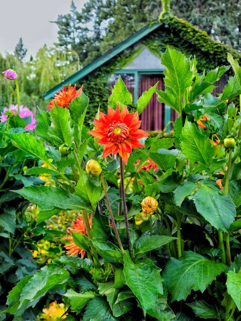 orange dahlias in cottage garden