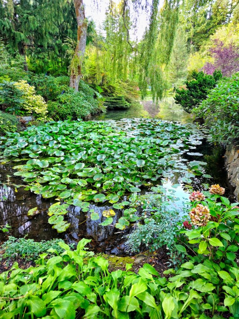 The Butchart Gardens Sunken Garden pond area with lily pads