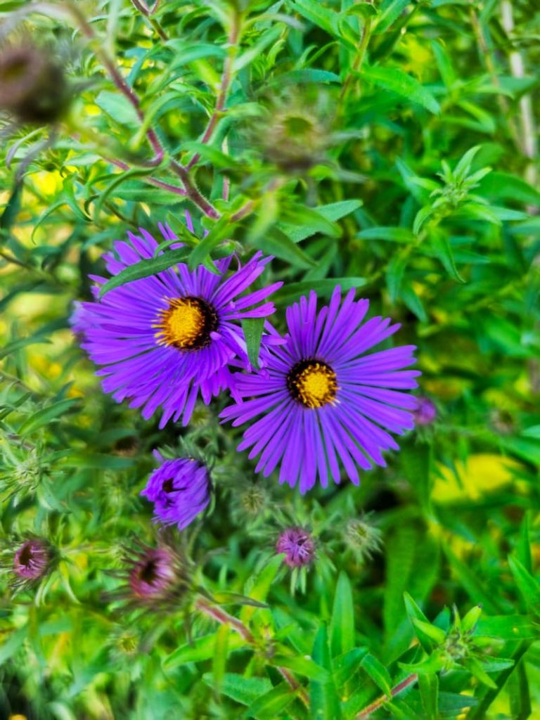 purple asters in the garden