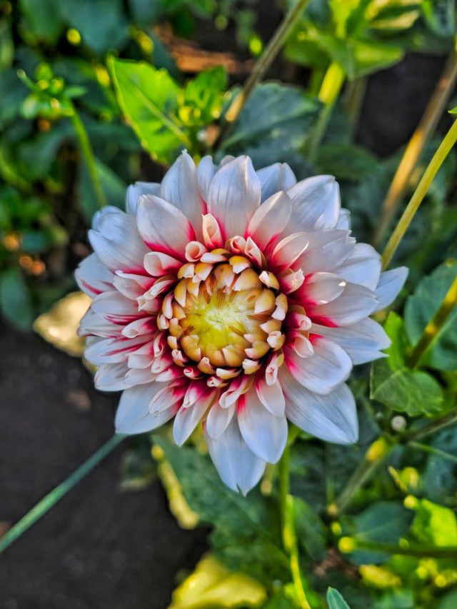 cropped-white-with-red-center-dahlia-SQ.jpg