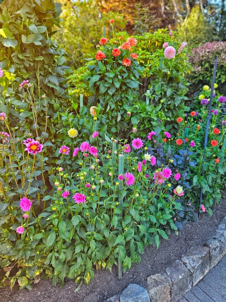 dahlia borders