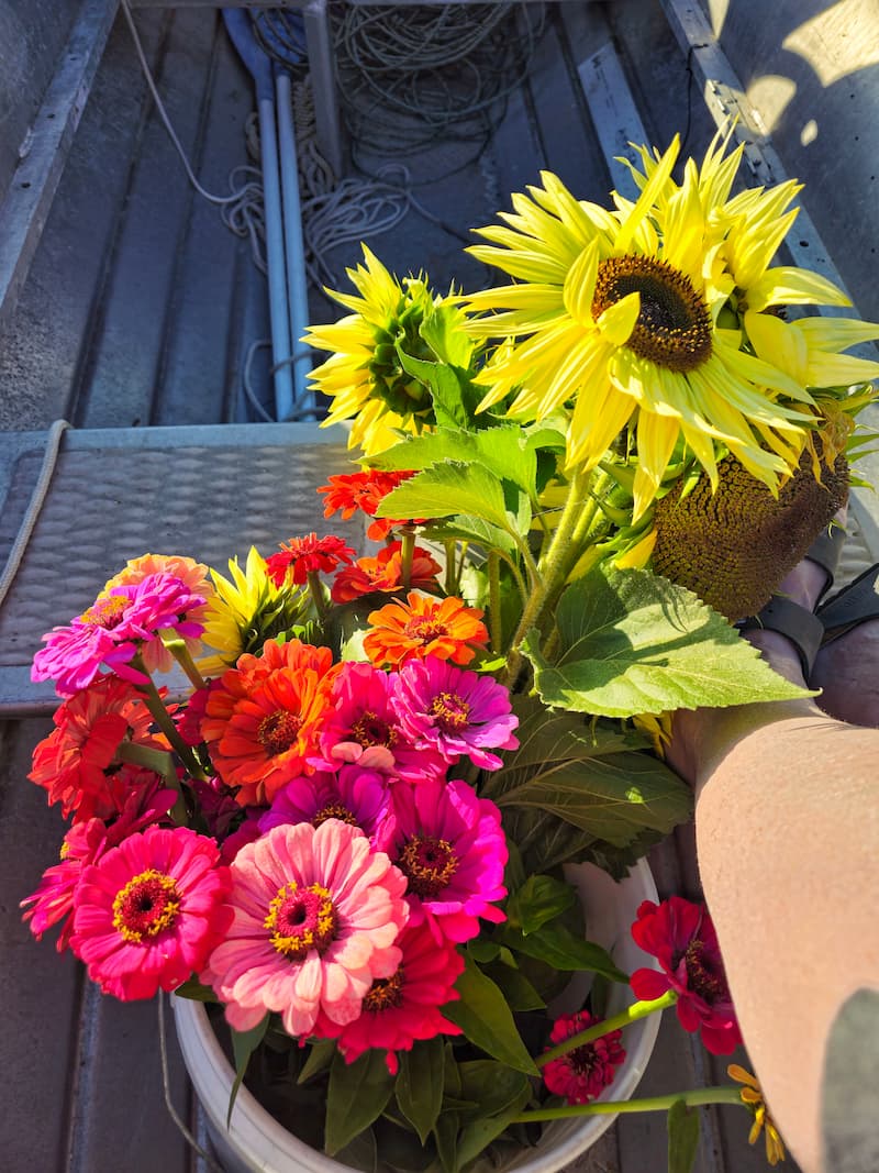 sunflowers and zinnias harvested
