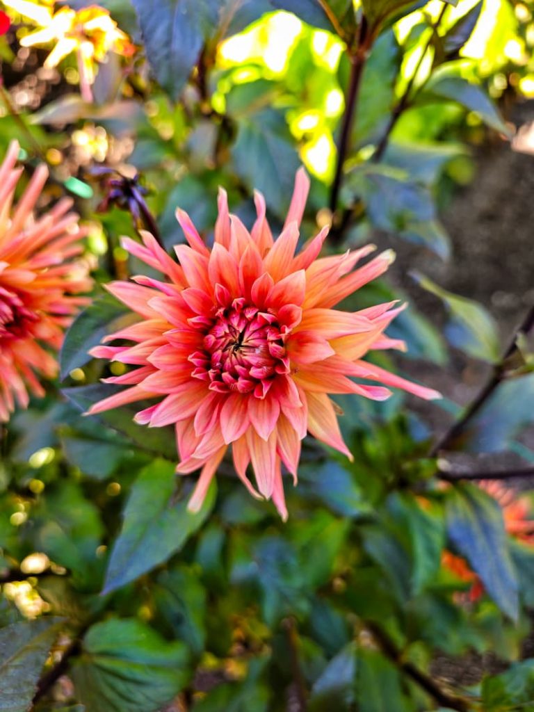 salmon colored dahlias growing in the garden