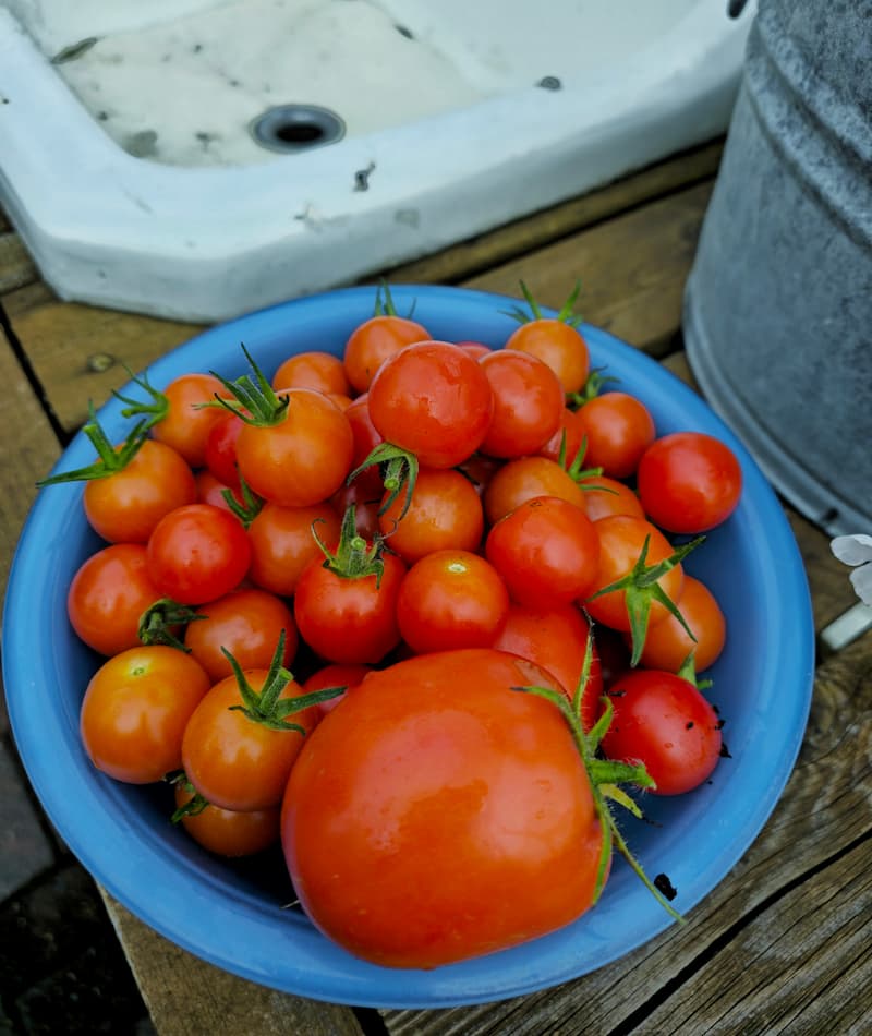 harvested tomatoes