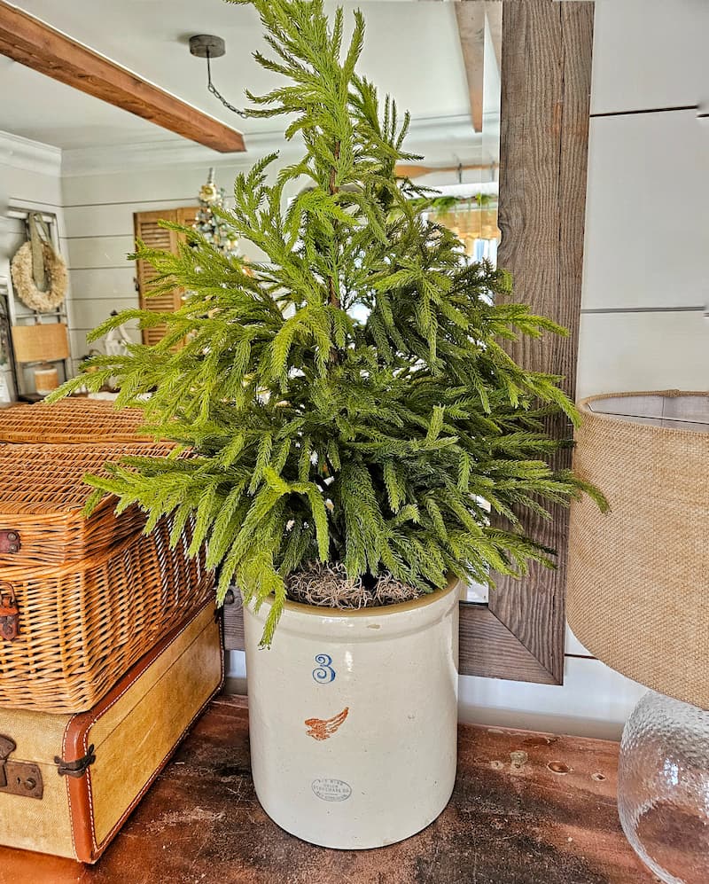faux Norfolk pine inside a vintage stone crock