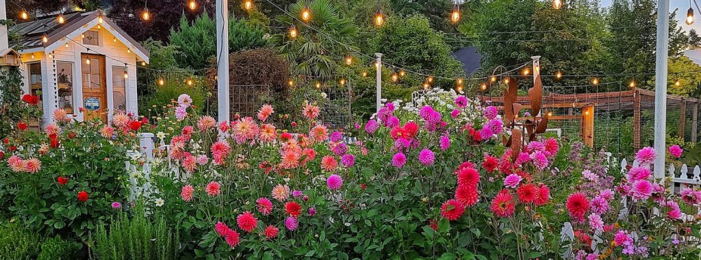 a row of bright colored dahlias growing next to greenhouse with bistro lights