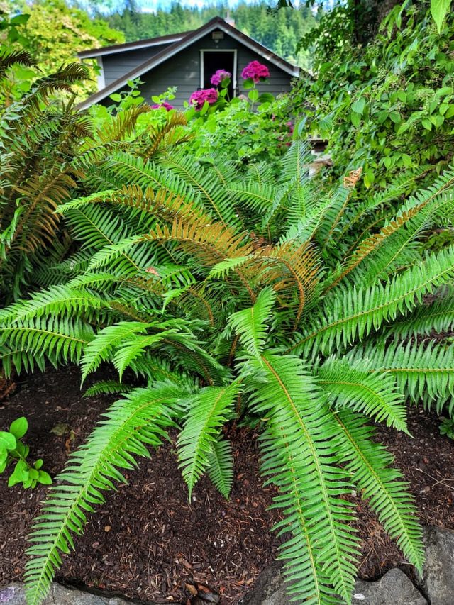 cropped-summer-oudoor-ferns-SQ.jpg