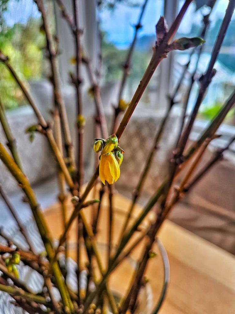 forsythia bloom
