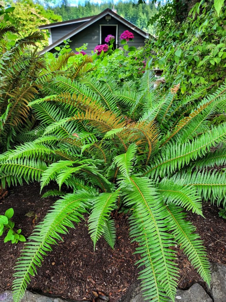 freshly cut back fern with new fronds