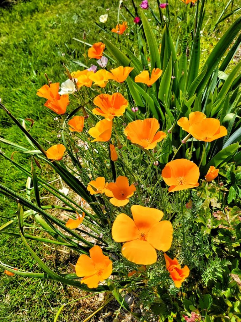 easy flowers to grow: California poppies