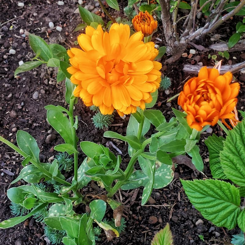 easy flowers to grow: orange calendula