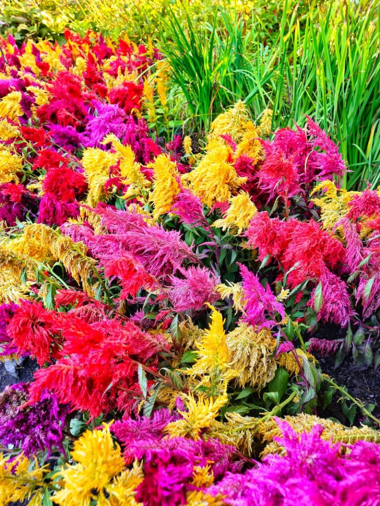 Easy Cut Flowers to Grow Indoors from Seeds: bright colored yellow, pink, and red celosia