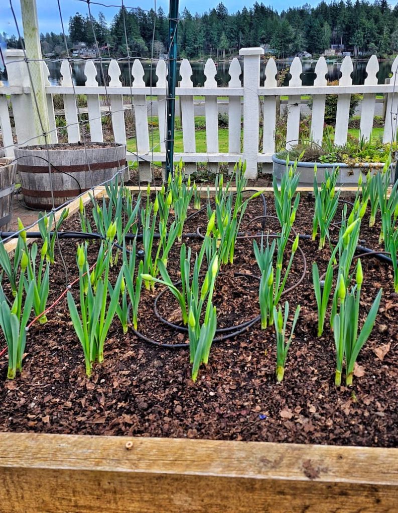 daffodils growing in the raised bed cut flower garden