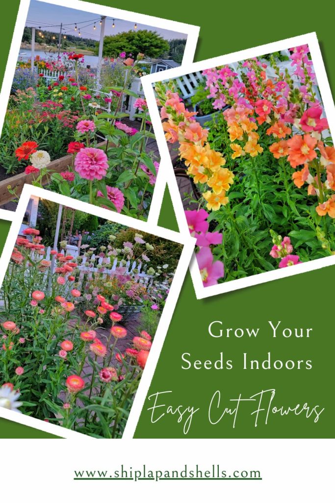 grow your seeds indoors easy cut flowers