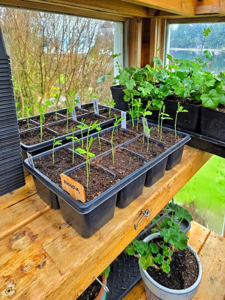 sweet pea seedlings and overwintering geraniums