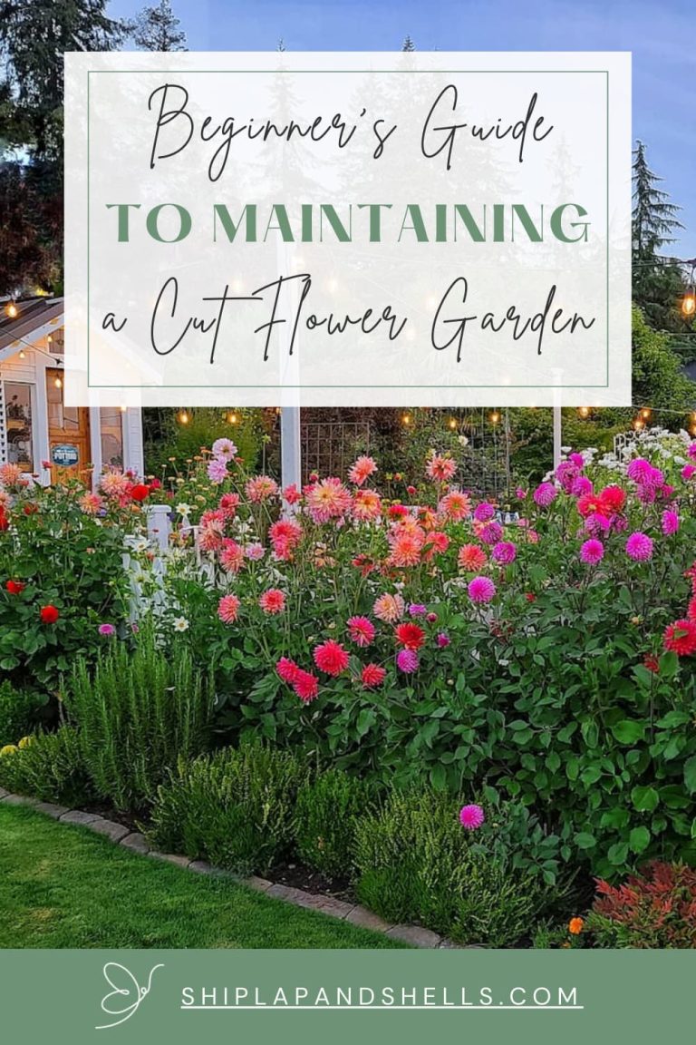 Maintaining a Cut Flower Garden for Beginners - Shiplap and Shells