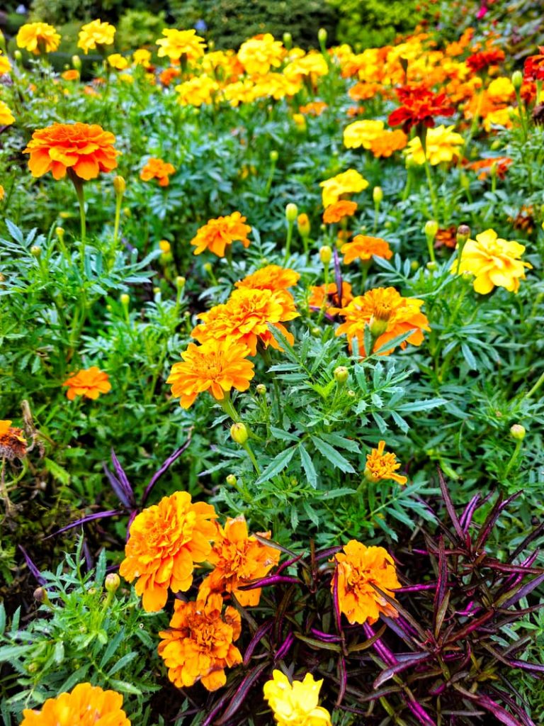 flower companion planting: orange and yellow marigolds growing in the garden