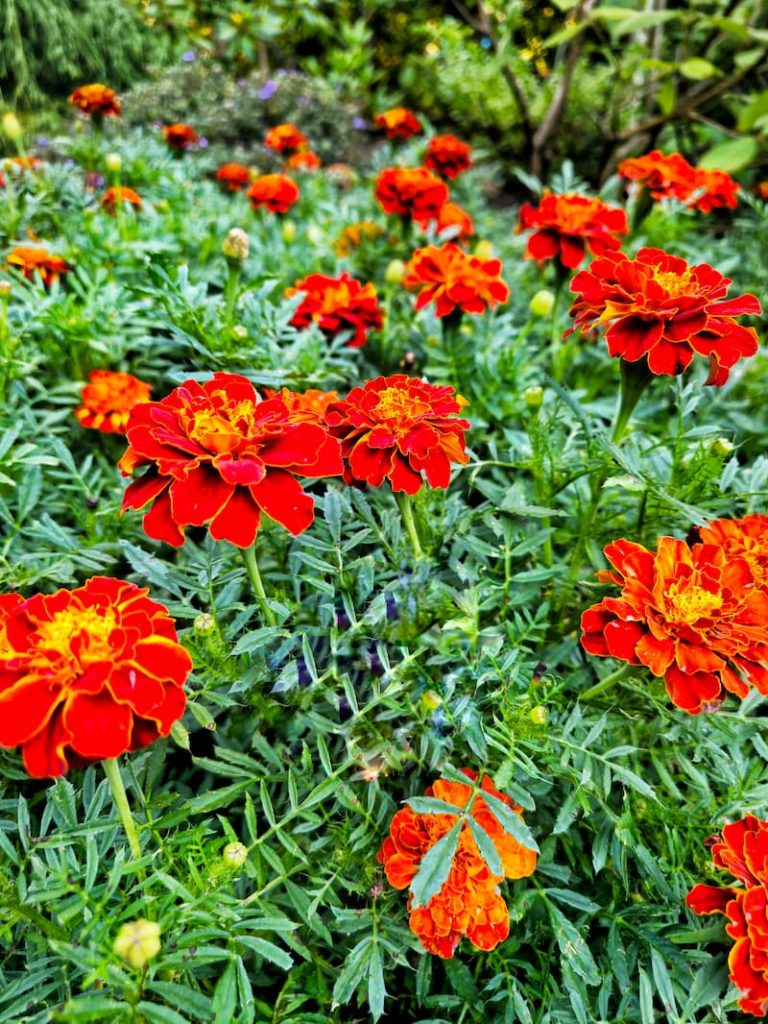 dark orange and red colored marigolds growing in the summer garden