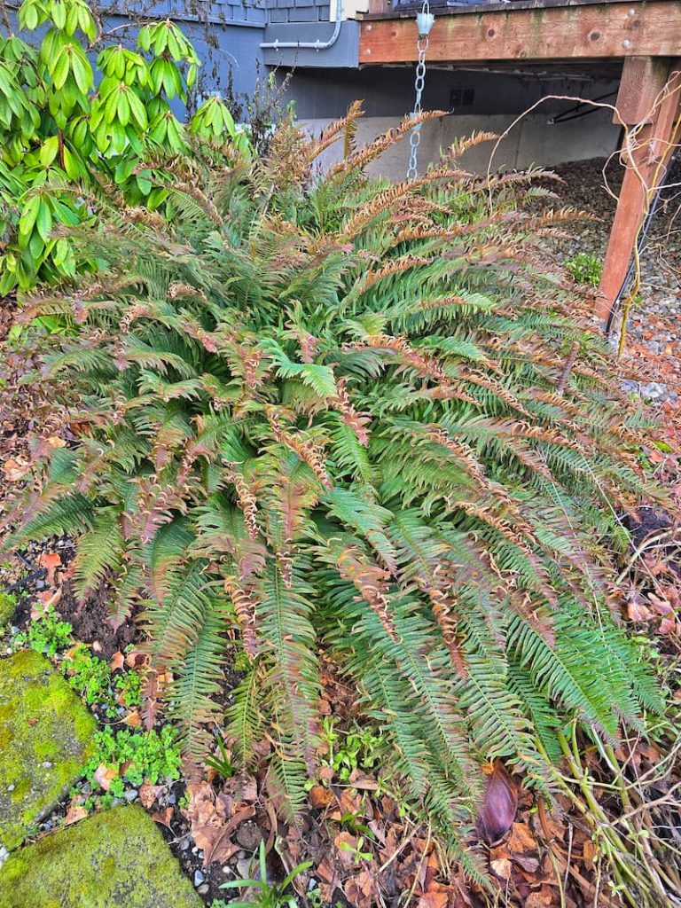 winter outdoor ferns