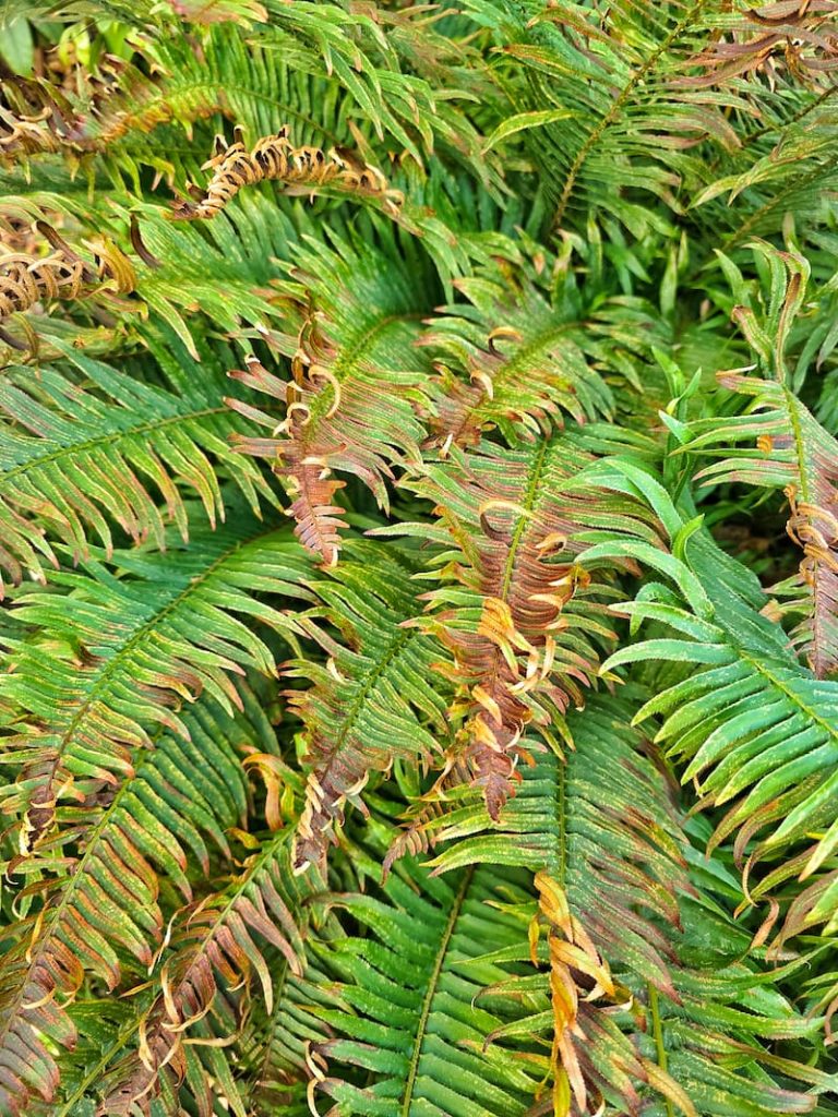 fern fronds in winter that need to be cut back