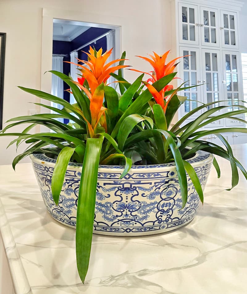 orange bloom house plant in blue and white container