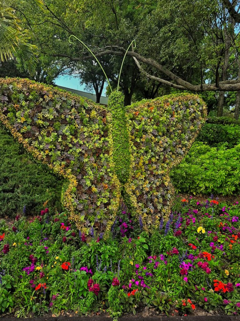 Epcot International flower and garden festival: succulent butterfly display
