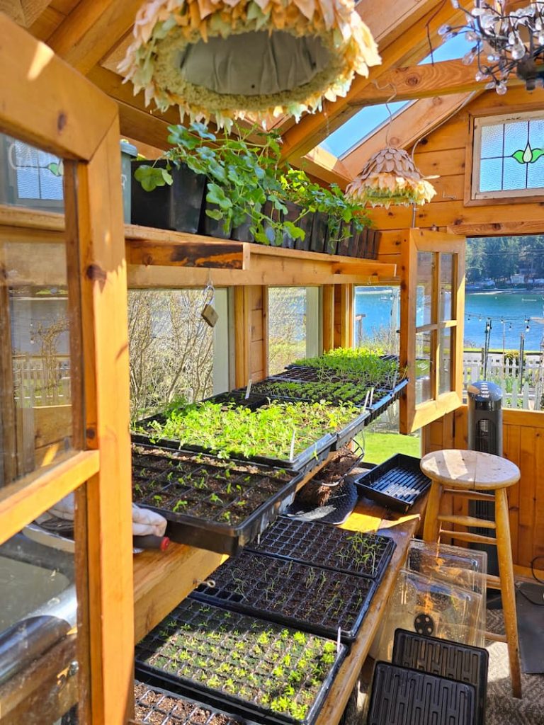 opening the greenhouse doors for the seedlings to harden off