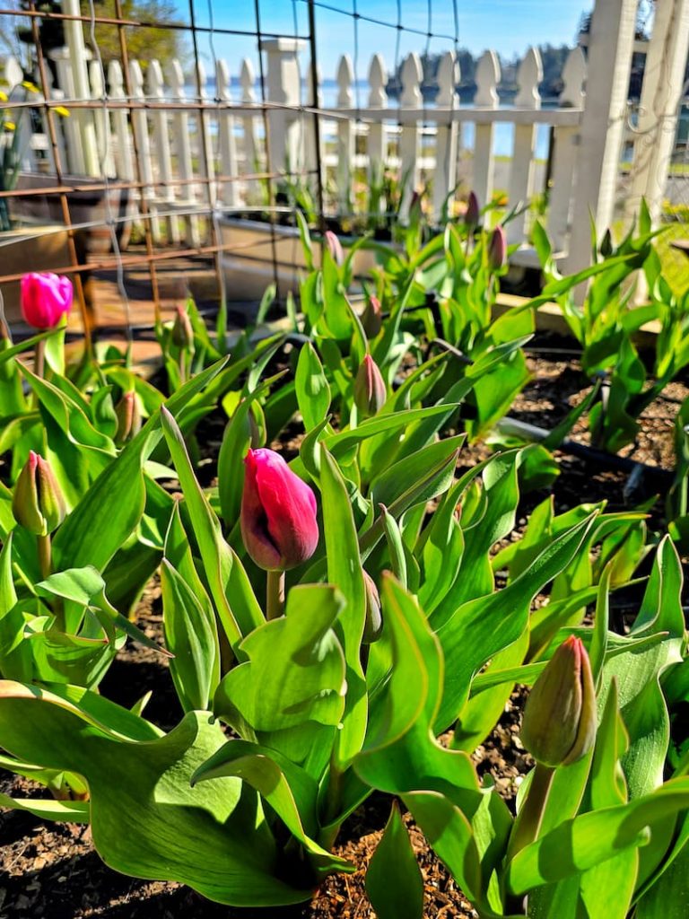 fuchsia tulips starting to bloom in the garden