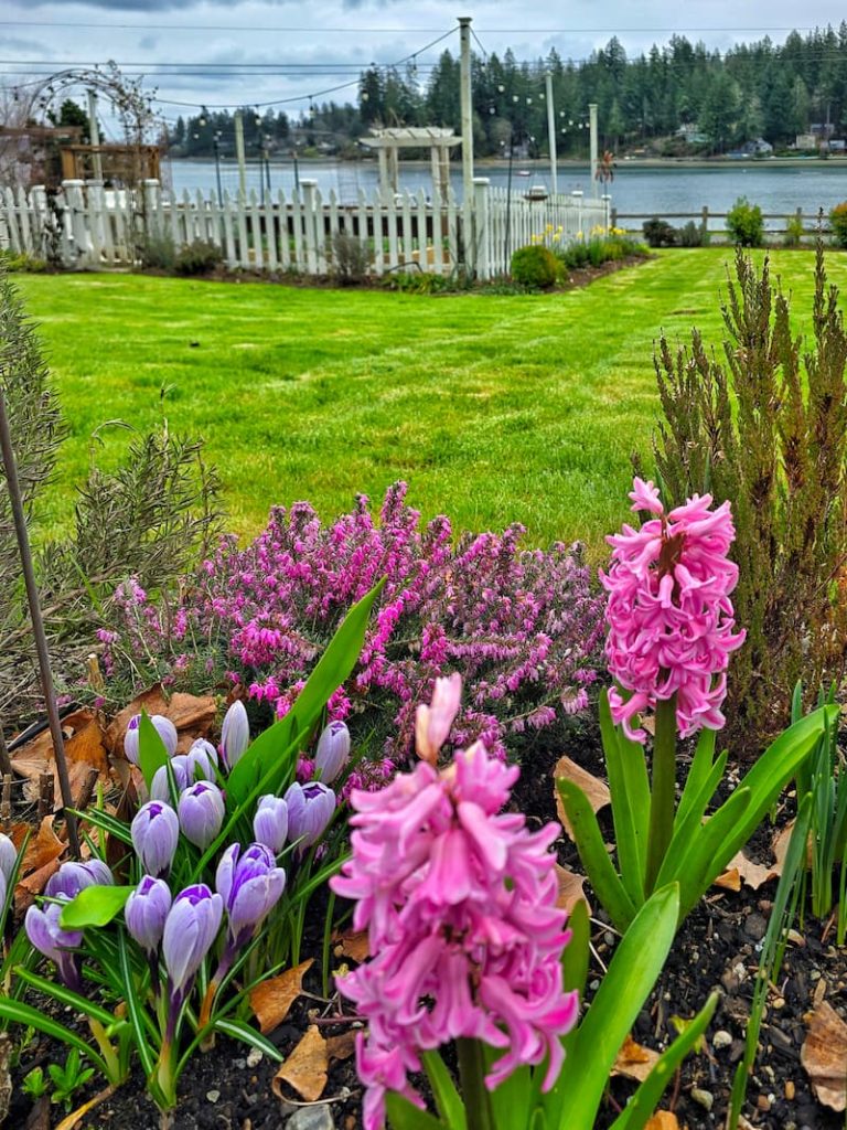 hyacinths, purple crocuses and purple heather growing in the cottage garden