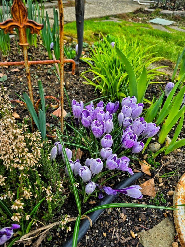 purple crocuses in the cottage garden