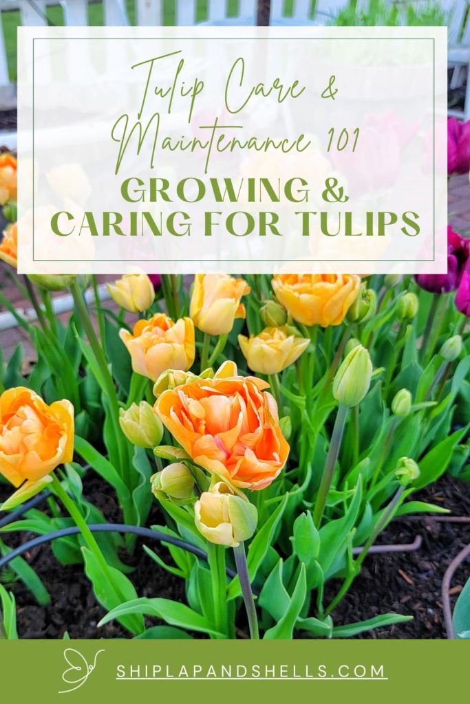 tulip care and maintenance 101: growing and caring for tulips
