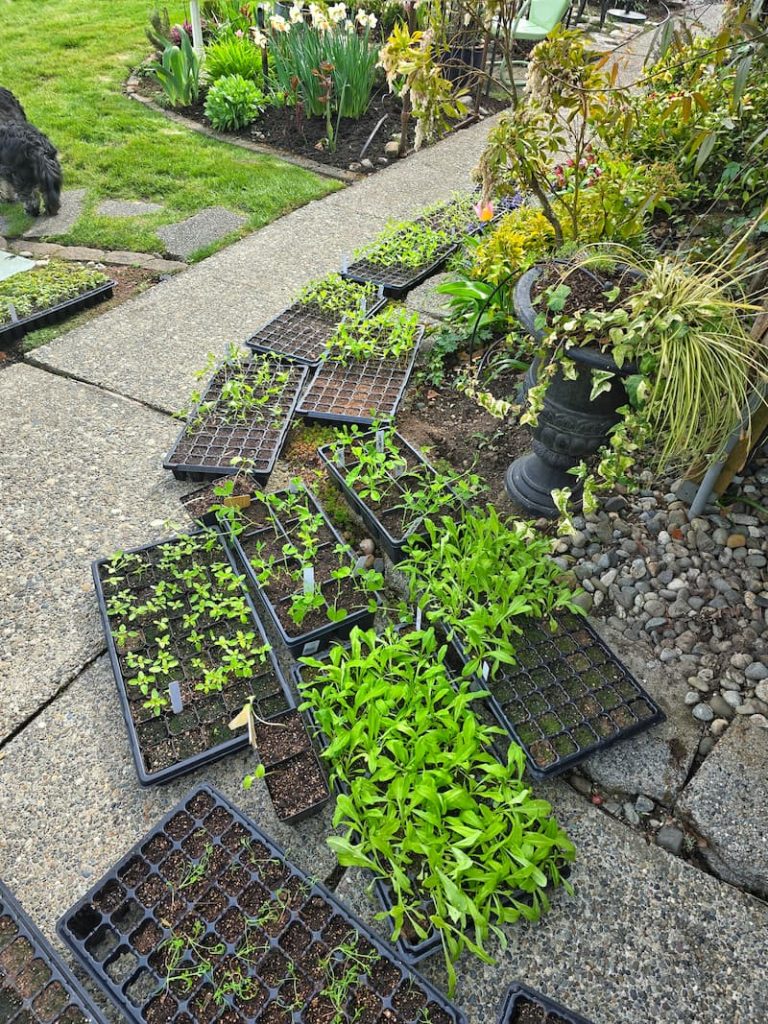 hardening off trays of seedlings to acclimate to the outdoor elements