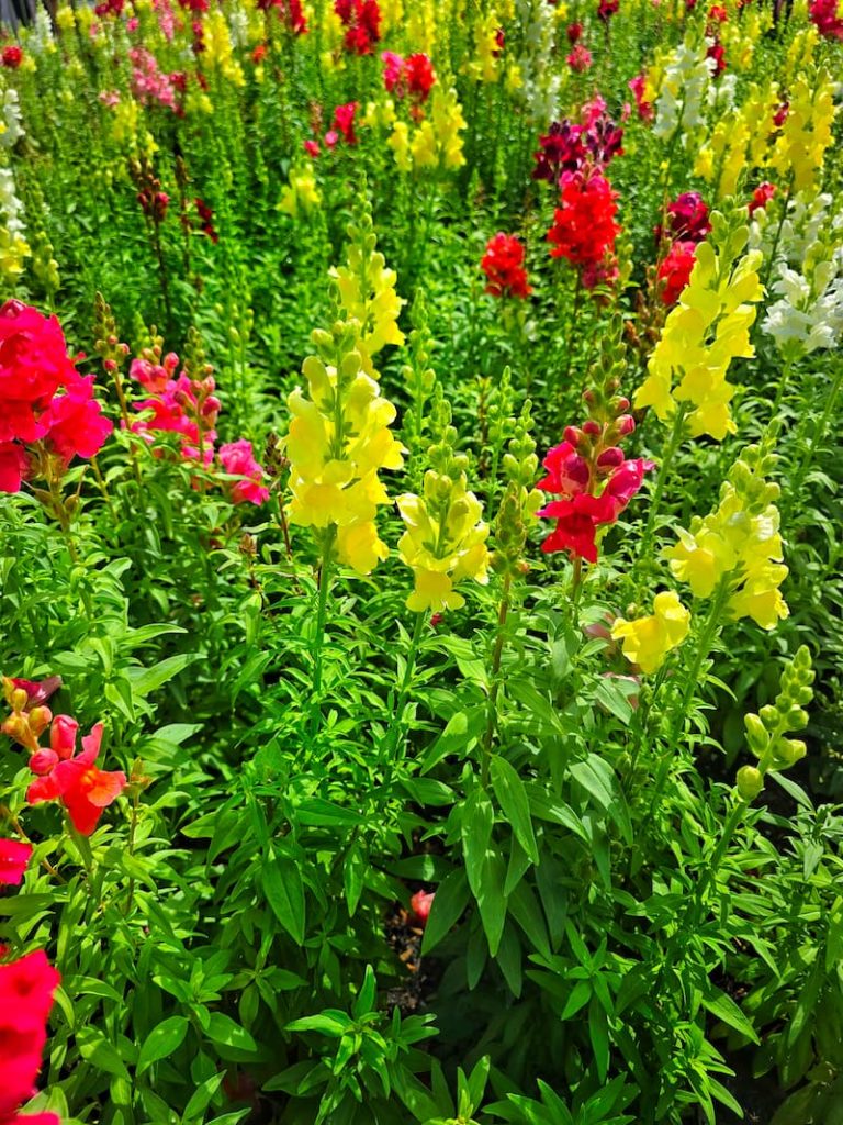 yellow and red snapdragons in garden