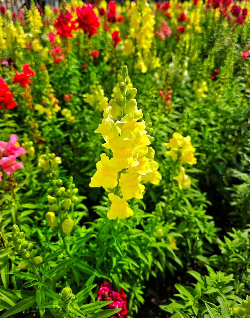 yellow snapdragons growing in the garden