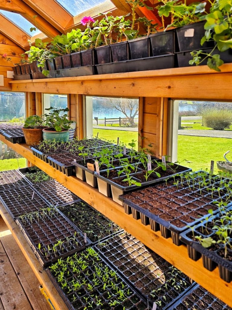 inside the greenhouse with seedlings