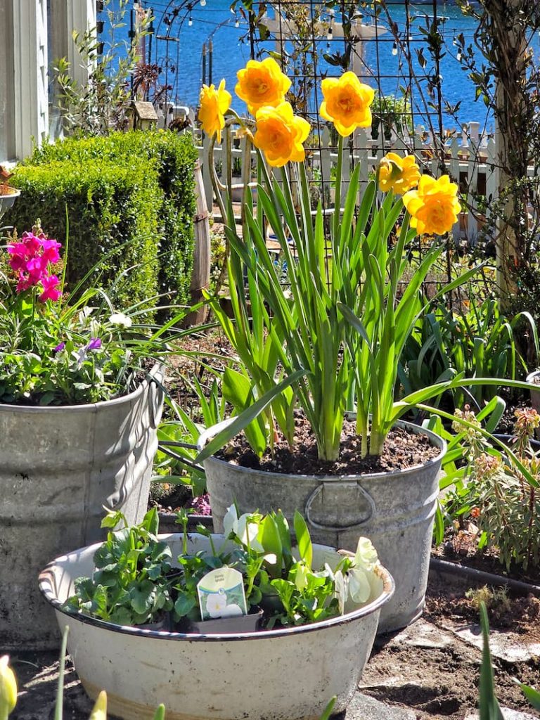 daffodils and pansies in vintage containers outdoors