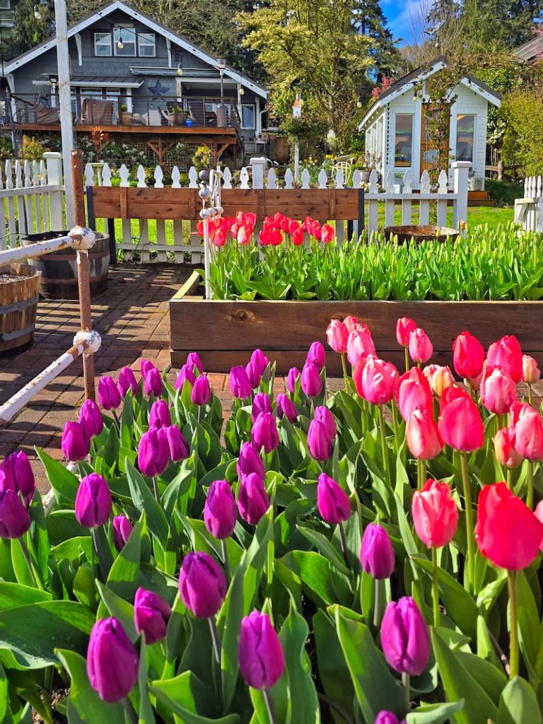 tulips in raised beds