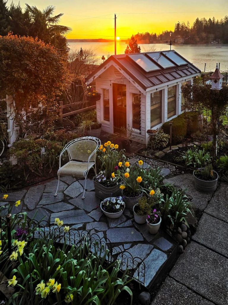 greenhouse and patio with daffodils at sunrise
