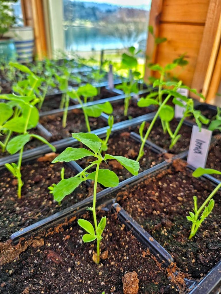 sweet pea seedlings in the greenhouse